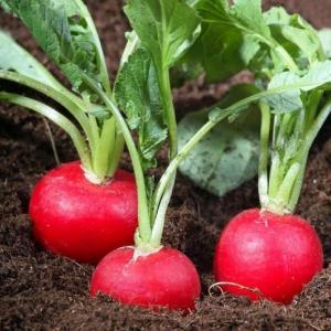 Hạt giống củ cải đỏ khổng lồ - Ảnh 1